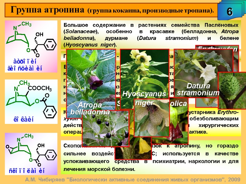 Группа атропина (группа кокаина, производные тропана). 6 А.М. Чибиряев 